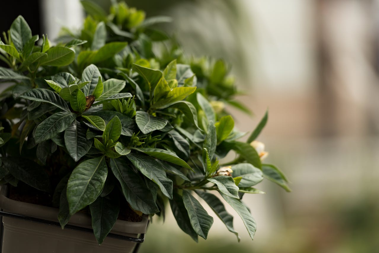 Reflorestamento na Beira