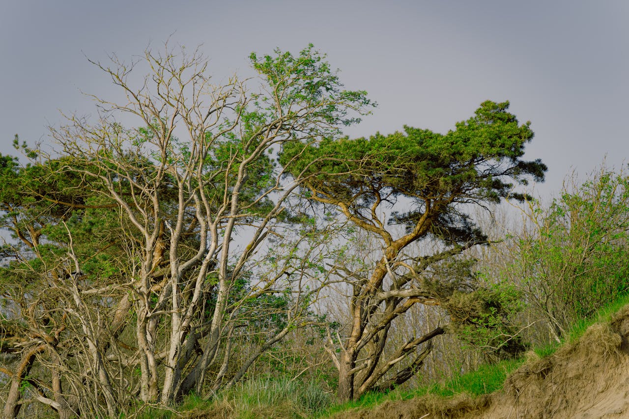 Reflorestamento na Beira