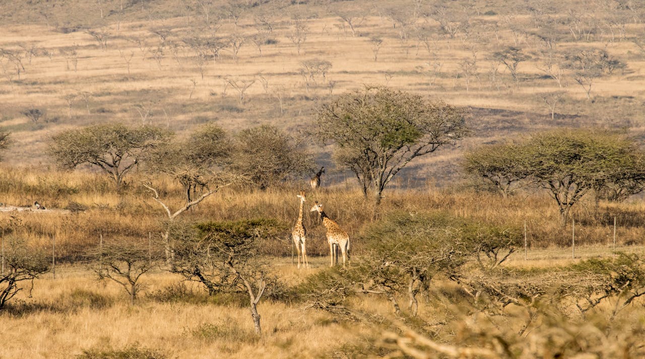 Reflorestamento na Beira