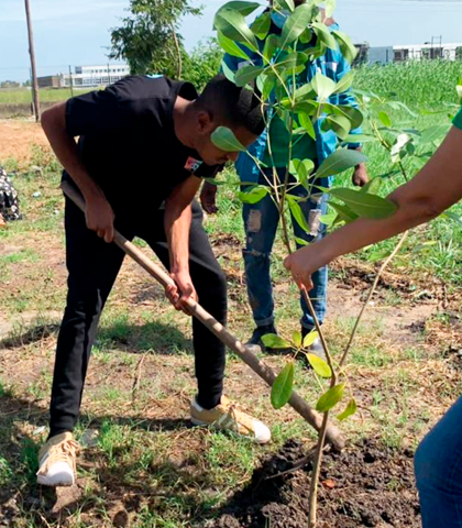Plantio de árvores
